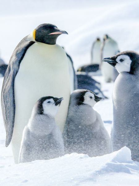 cm-travels-antartica-wildlife-nature-emperor-penguins-ulitmate-luxury-private-south-pole-emperor-penguin-family